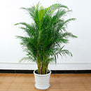 Egrow 5 Pcs/Pack Potted Bamboo Seeds Home Decoration Areca Palm Bonsai Butterfly Palm Plants Bonsai