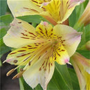 Egrow 100PCS/Pack Lily Seeds Rare Peruvian Lily Alstroemeria Bonsai Plants Mix-Color Beautiful Lilies Flower