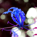 Egrow 50pcs/Bag Blue Flame Lily Seeds Fast Growing Bonsai Seeds Exotic Flowering Plants Seeds