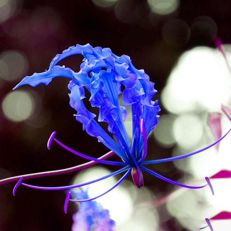 Egrow 50pcs/Bag Blue Flame Lily Seeds Fast Growing Bonsai Seeds Exotic Flowering Plants Seeds