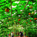 Egrow 50Pcs/Pack Pumpkin Seeds Halloween Decorating Pumpkin Rare Vegetable Bonsai Plant For Home Garden