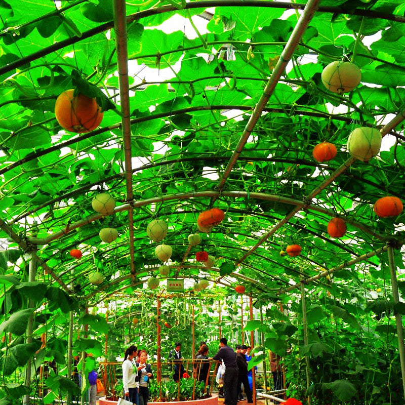 Egrow 50Pcs/Pack Pumpkin Seeds Halloween Decorating Pumpkin Rare Vegetable Bonsai Plant For Home Garden