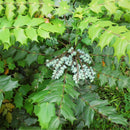 Egrow 60 Pcs/Pack Mahonia Seeds Mahonia Bealei Plant Mahonia Fortunei