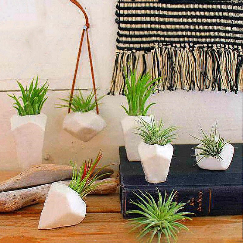Egrow 100PCS/Pack Air Plant Seeds Cactus Jardin Bonsai Plantas Rainbow Grass For Garden Decoration