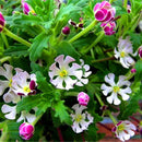 Egrow 100 Pcs/Pack Phlox Seeds Night Blooming Phlox Bonsai Plants Home Gardening Flower Pots Balcony Flower Seeds