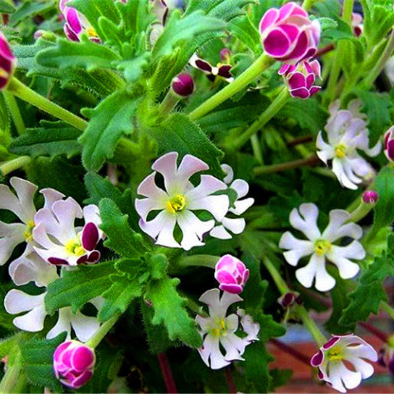 Egrow 100 Pcs/Pack Phlox Seeds Night Blooming Phlox Bonsai Plants Home Gardening Flower Pots Balcony Flower Seeds
