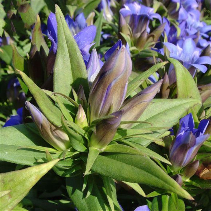 Egrow 100 Pcs/Pack Gentiana Scabra Seeds Gentiana Scabra Plant Elephantopus Scaber Flower Seeds