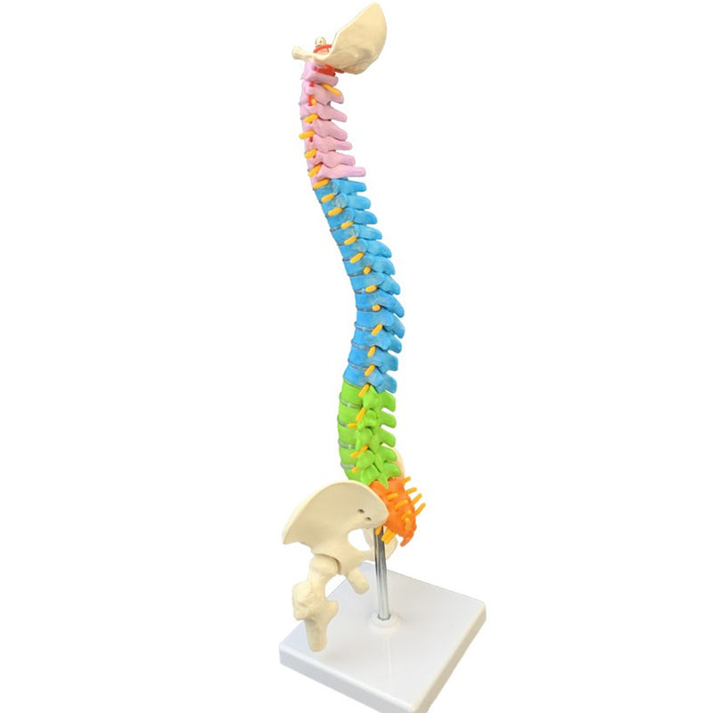 45cm Colorful Vertebral Column Human Spine Anatomical Model Skeleton Medical Science Education