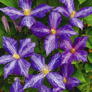 Egrow 100 Pcs/Pack Climbing Clematis Bonsai Seeds Perennial Courtyard Bonsai Flower Plants for Home Garden