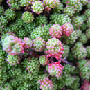 Egrow 100Pcs/Pack Sedum Succulent Seeds Potted Plant Flowers Radiation Fleshy Bonsai