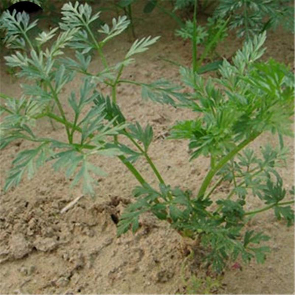 Egrow 100 Pcs/Pack Divaricate Saposhnikovia Seeds Divaricate Saposhnikovia Plant Saposhnikoviae