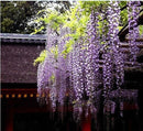 10Pcs Purple Wisteria Flower Seeds Wisteria Sinensis For DIY Home Garden Plant