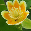 Egrow 50Pcs/Bag Magnoliaceae Flower Seeds Ornamental Plant Liriodendron Chinense Bonsai Seeds