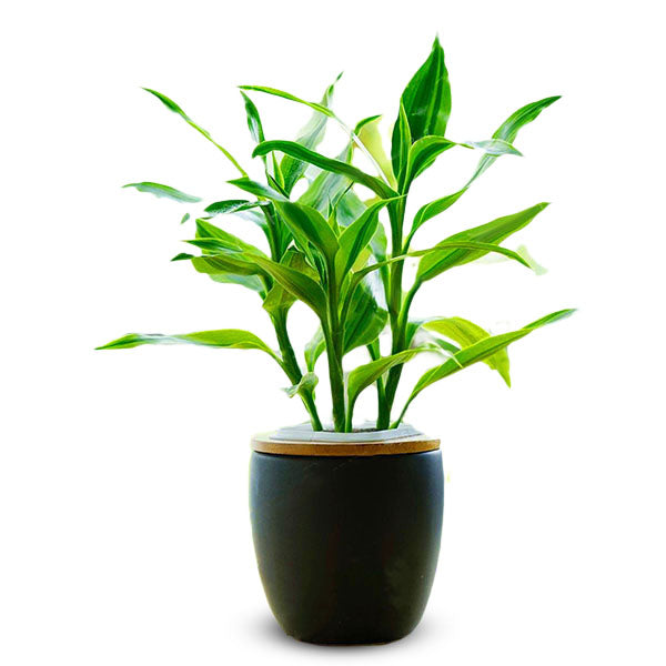 Egrow 30 PCS/Pack Lucky Bamboo Seeds Bonsai Absorb Dust Tree Plant Anti Radiation Dracaena Home Garden