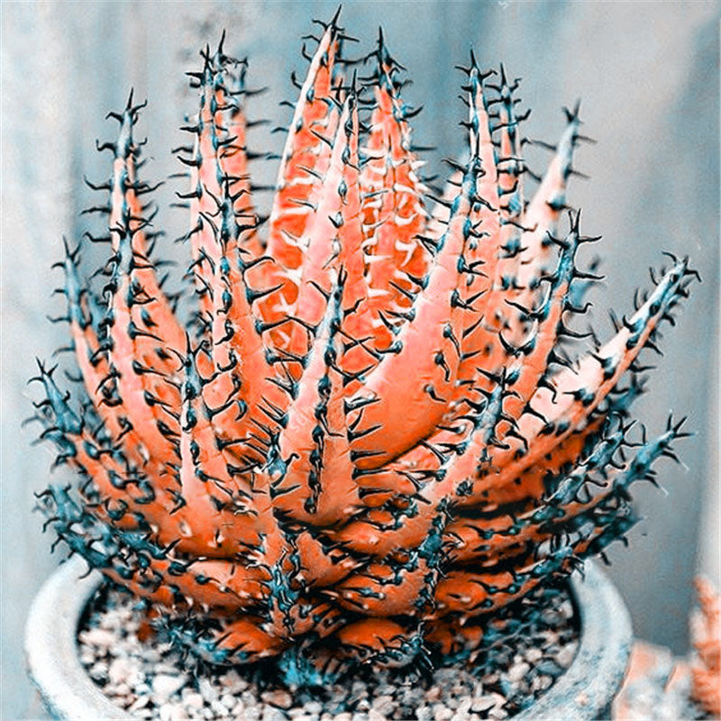 Egrow 100Pcs/Bag Cactus Aloe Seeds Colorful Cactus Rebutia Variety Succulent Flower Potted Seed