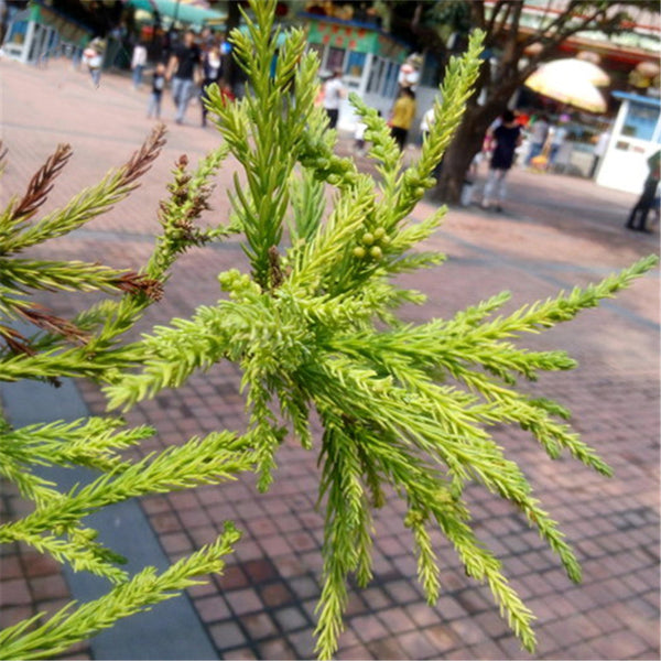 Egrow 60 Pcs/Pack Cryptomeria Fortunei Tree Seeds Cryptomeria Fortunei Tree Plant Cryptomeria Fortunei Arborvitae Grow