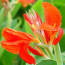 Egrow 10Pcs/Pack Canna Seeds Plants Indoor Outdoor Pot Flower Seed Home Garden Yard Bonsai