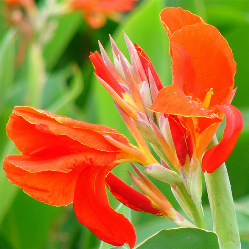 Egrow 10Pcs/Pack Canna Seeds Plants Indoor Outdoor Pot Flower Seed Home Garden Yard Bonsai