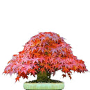 Egrow 50PCS/Pack Maple Seeds Canada Mini Red Maple Bonsai Garden DIY Bonsai Maple Tree Plant