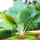 Egrow 20Pcs/Pack Fan Palm Tree Seeds Ornamental Livistona Chinensis Plants Tall Evergreen Palm Tree