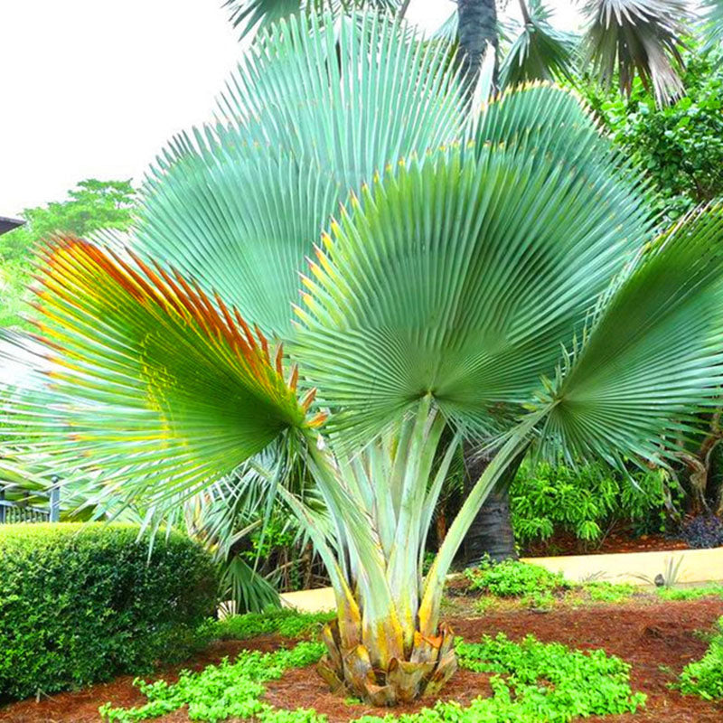 Egrow 20Pcs/Pack Fan Palm Tree Seeds Ornamental Livistona Chinensis Plants Tall Evergreen Palm Tree