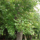 Egrow 100 Pcs/Pack Green Maple Tree Seeds Green Leaf Maple Tree Semente Plant Palmatum Tree For Chinese Maple