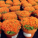 Egrow 100pcs/Bag Lamp Beads Grass Seeds Flower Seeds Garden Bonsai Plant for Home Garden Plants