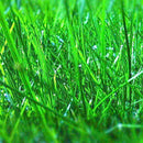 Egrow 1000 PCS/Pack Turfgrass Seeds Green Source Turfgrass Grass Plant Evergreen Lawn Plantas Flower Flores Home Garden Bonsai