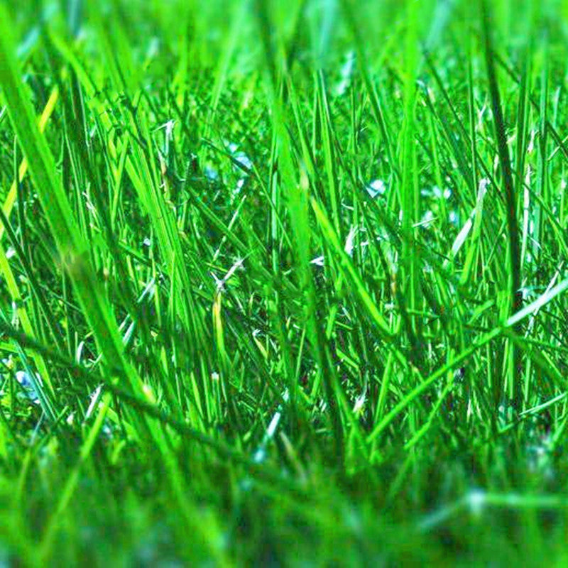 Egrow 1000 PCS/Pack Turfgrass Seeds Green Source Turfgrass Grass Plant Evergreen Lawn Plantas Flower Flores Home Garden Bonsai