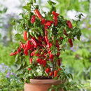 Egrow 100PCS/Pack Pepper Seeds Hot Chilli Pepper Capsicum Vegetable Bonsai Plants Garden Plantas