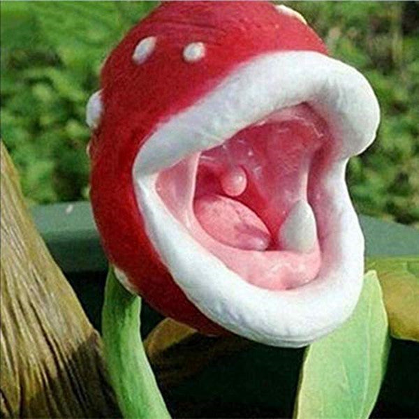 Insect Capture Plant Succulent Enchantress Plant Carnivore Office Pot Bonsai Seeds Slurperon Seeds