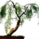 Egrow 20Pcs/Pack  Willow Seeds Willow Tree Plant Bonsai Hardy Exotic Species Fast Growing Garden Plants Perennial Evergreen Plants