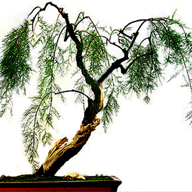 Egrow 20Pcs/Pack  Willow Seeds Willow Tree Plant Bonsai Hardy Exotic Species Fast Growing Garden Plants Perennial Evergreen Plants