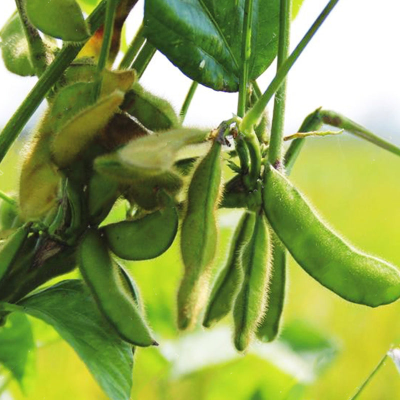 Egrow 20Pcs/Pack Soybean Seeds Rare Green Soy Bean Glycine Edamame Vegetable Annual Organic Green Glycine Max Vegetable