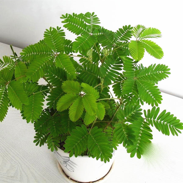 Egrow 30Pcs/Pack Mimosa Seeds Garden Courtyard Bashful Grass Sensitive Potted Plants