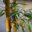 Egrow 50pcs/Bag Golden Bamboo Seeds New Semente Rare Golden Bamboo Tree Seeds for Home Garden Plants