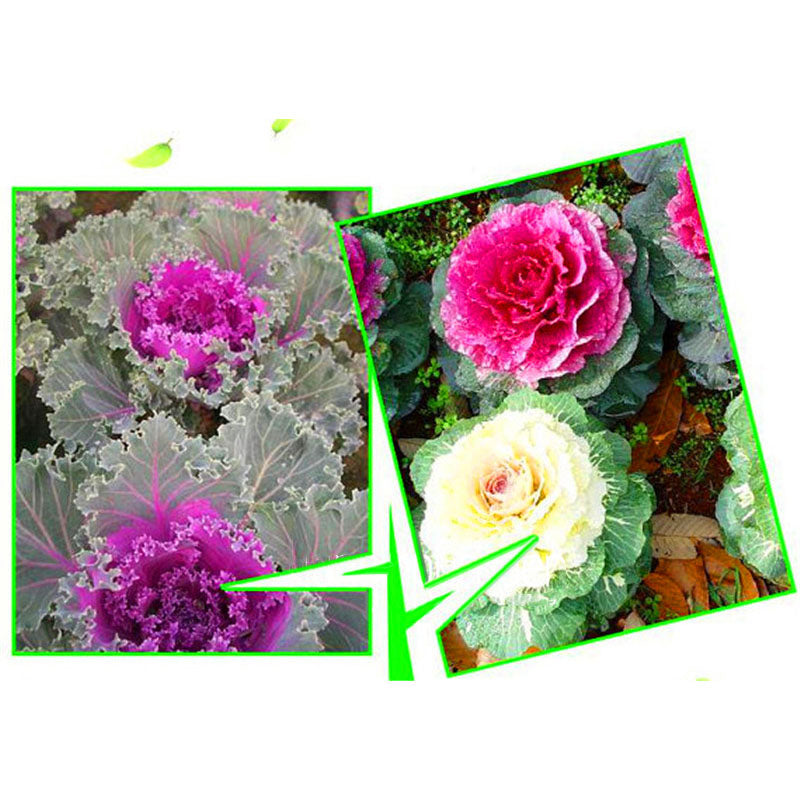 Egrow 200 Pcs/Pack Cabbage Seeds Home Garden Ornamental Cabbage Flowering Brassica Oleracea Bonsai Vegetable Plant