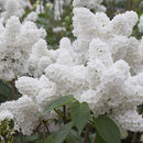 Egrow 50PCS/Pack White Japanese Lilac Seeds White Japanese Lilac Bonsai Extremely Fragrant Clove Flower Bonsai For Home & Garden
