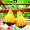 Egrow 10Pcs/Bag Pumpkin Seeds NON-GMO Edible Rare Chinese Rainbow Bulb Vegetable Fruit Bonsai Seeds