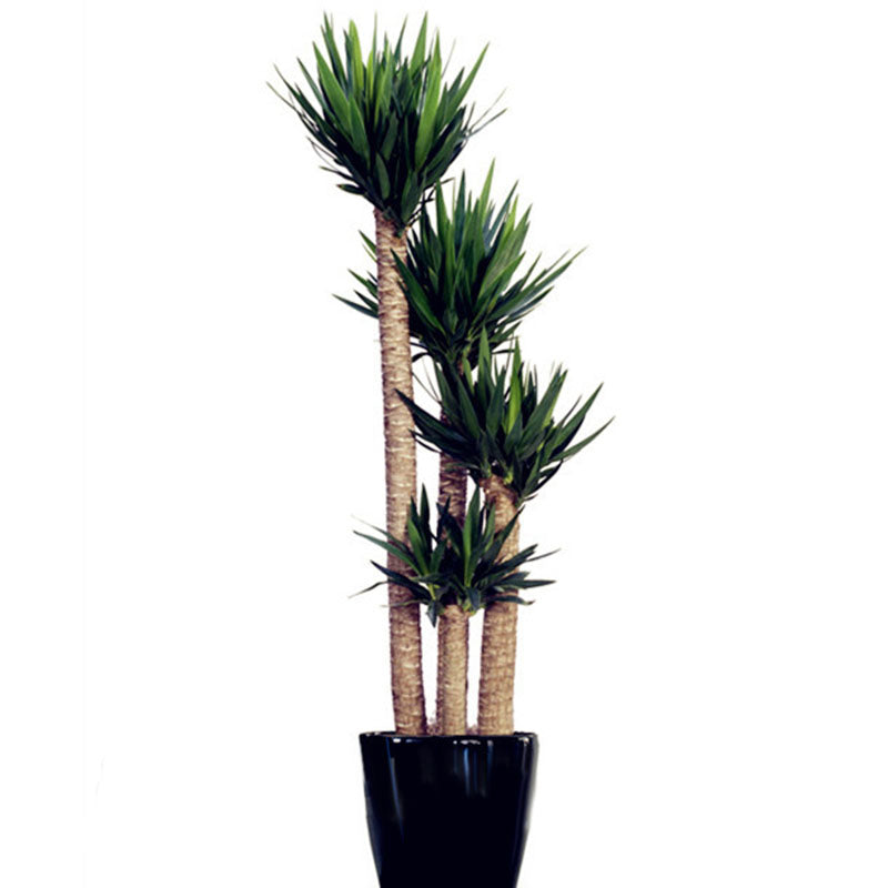 Egrow 50 Pcs/Pack Yucca Seeds DIY Potted Plants Home And Garden Pot Bonsai White Orchid Sementes Evergreen