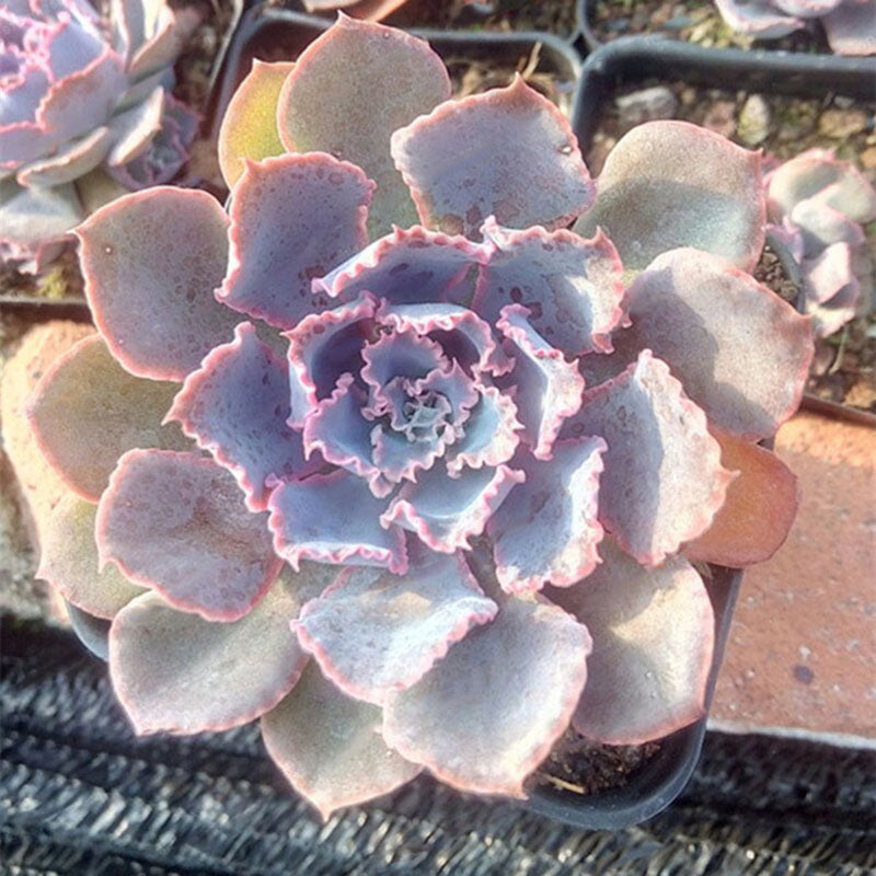 Egrow 100Pcs/Pack Echeveria Succulent Seeds Garden Planting Rare Lithops Plant Bonsai Flower Seed