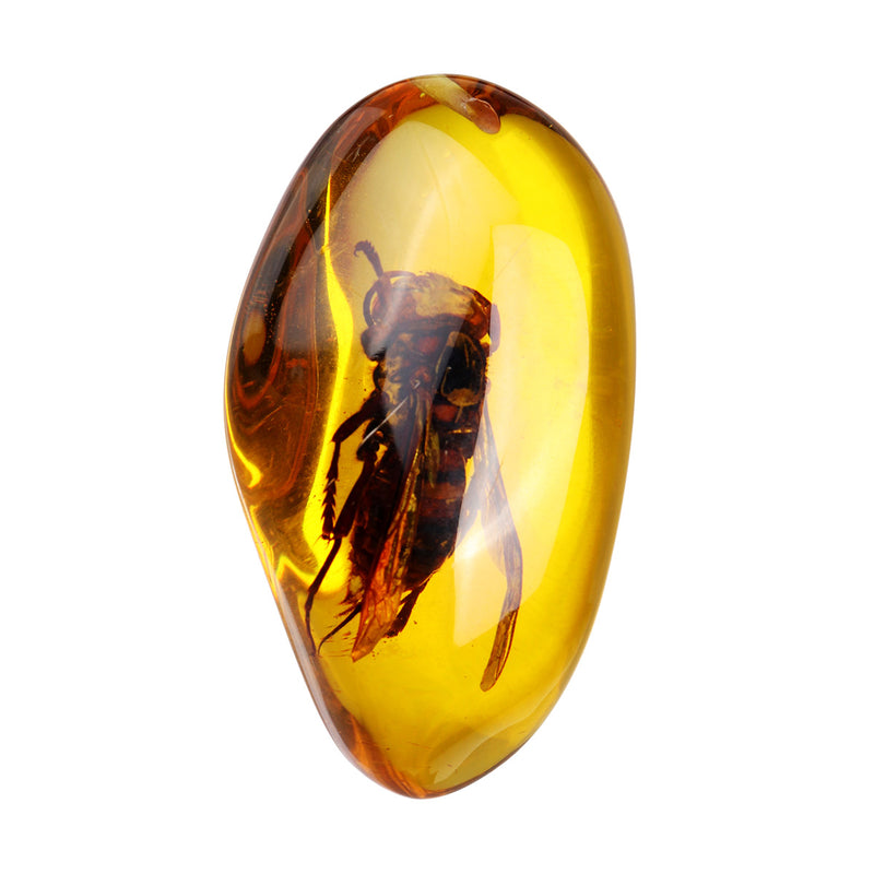 Beautiful Amber Hornet Petrifaction Insects Manual Polishing Insect Specimens Home Decorations