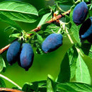 Egrow 200Pcs/Pack Lonicera Caerulea Fruit Seeds Home Garden Plants Honeyberry Blueberry Seeds