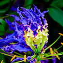 Egrow 50pcs/Bag Blue Flame Lily Seeds Fast Growing Bonsai Seeds Exotic Flowering Plants Seeds