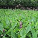 Egrow 50 Pcs/Pack Dealbata Seeds Thalia Dealbata Flower Home Garden Decoration