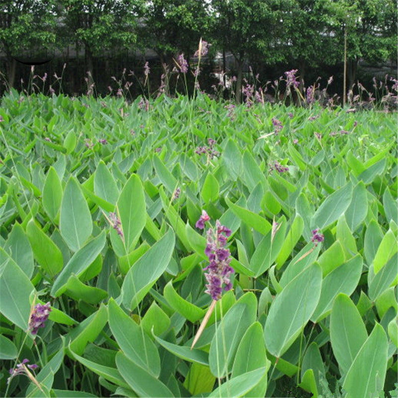 Egrow 50 Pcs/Pack Dealbata Seeds Thalia Dealbata Flower Home Garden Decoration