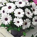 30Pcs African Blue Eyed Daisy Seeds Osteospermum Seeds Mix Color Flower