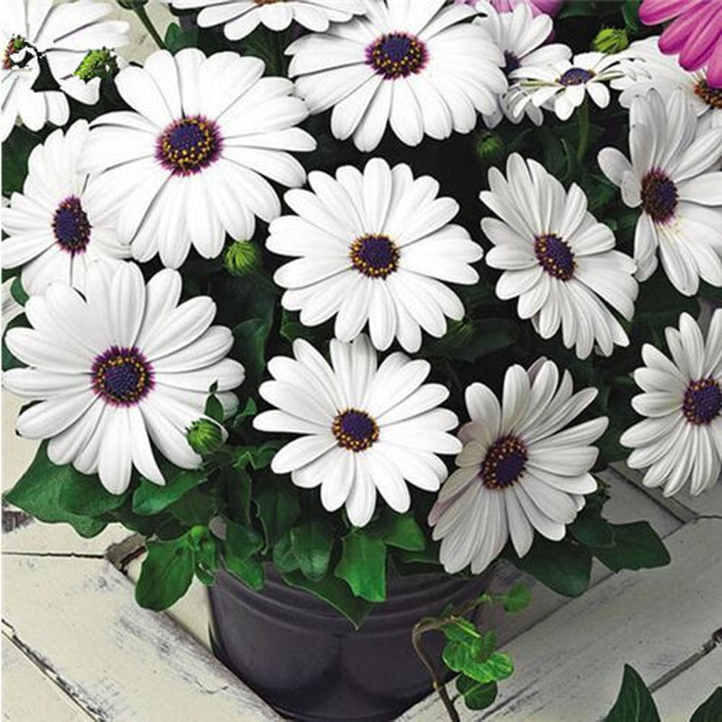 30Pcs African Blue Eyed Daisy Seeds Osteospermum Seeds Mix Color Flower
