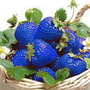 500PCS Blue Strawberry Seeds Heirloom Super Strawberry Garden Seeds Garden Climbing Plant