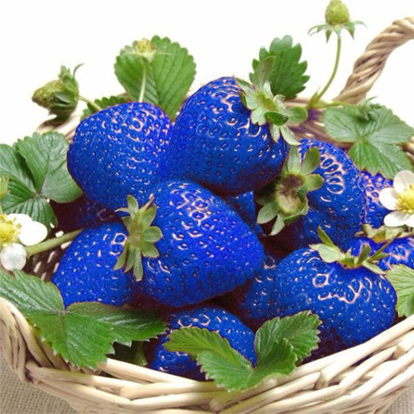 500PCS Blue Strawberry Seeds Heirloom Super Strawberry Garden Seeds Garden Climbing Plant